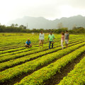 Organic Produce from Community Supported Agriculture Programs in Oahu: Join MA'O Organic Farms Today!