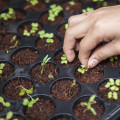 Preserving Fresh, Locally Grown, Organic Produce from Oahu: A Guide to Keeping Your Produce Fresh