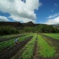 Exploring the Local Farms of Oahu for Organic Produce