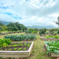 How to Tell if the Food You're Buying is Truly Certified Organic from a Farm on Oahu