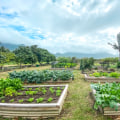 Where to Find the Best Organic Produce Farms in Oahu