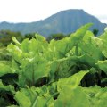 Where to Find the Best Organic Produce Grown on Oahu