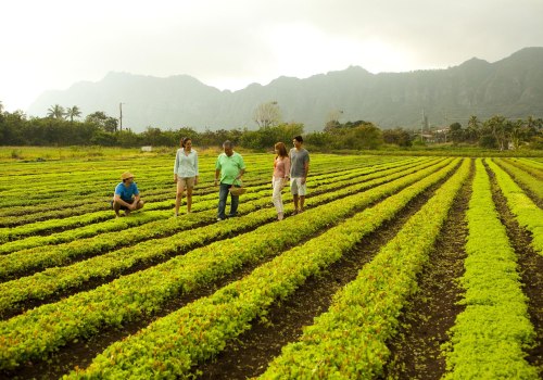 Organic Produce from Community Supported Agriculture Programs in Oahu: Join MA'O Organic Farms Today!