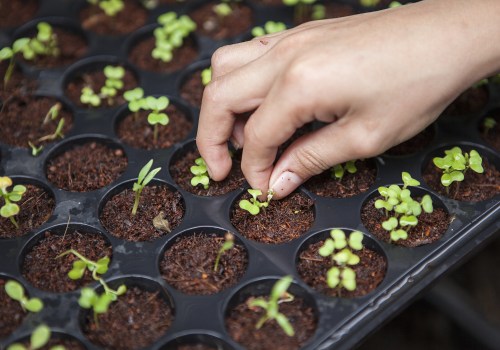 Preserving Fresh, Locally Grown, Organic Produce from Oahu: A Guide to Keeping Your Produce Fresh