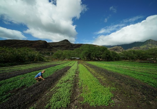 Exploring the Local Farms of Oahu for Organic Produce