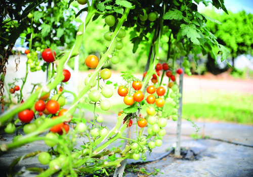 Organic Fruits and Vegetables Delivery Services in Oahu: Get Fresh Produce Directly from the Farmers