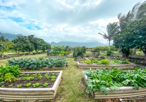 Where to Find the Best Organic Produce Farms in Oahu