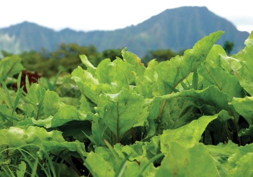 Where to Find the Best Organic Produce Grown on Oahu